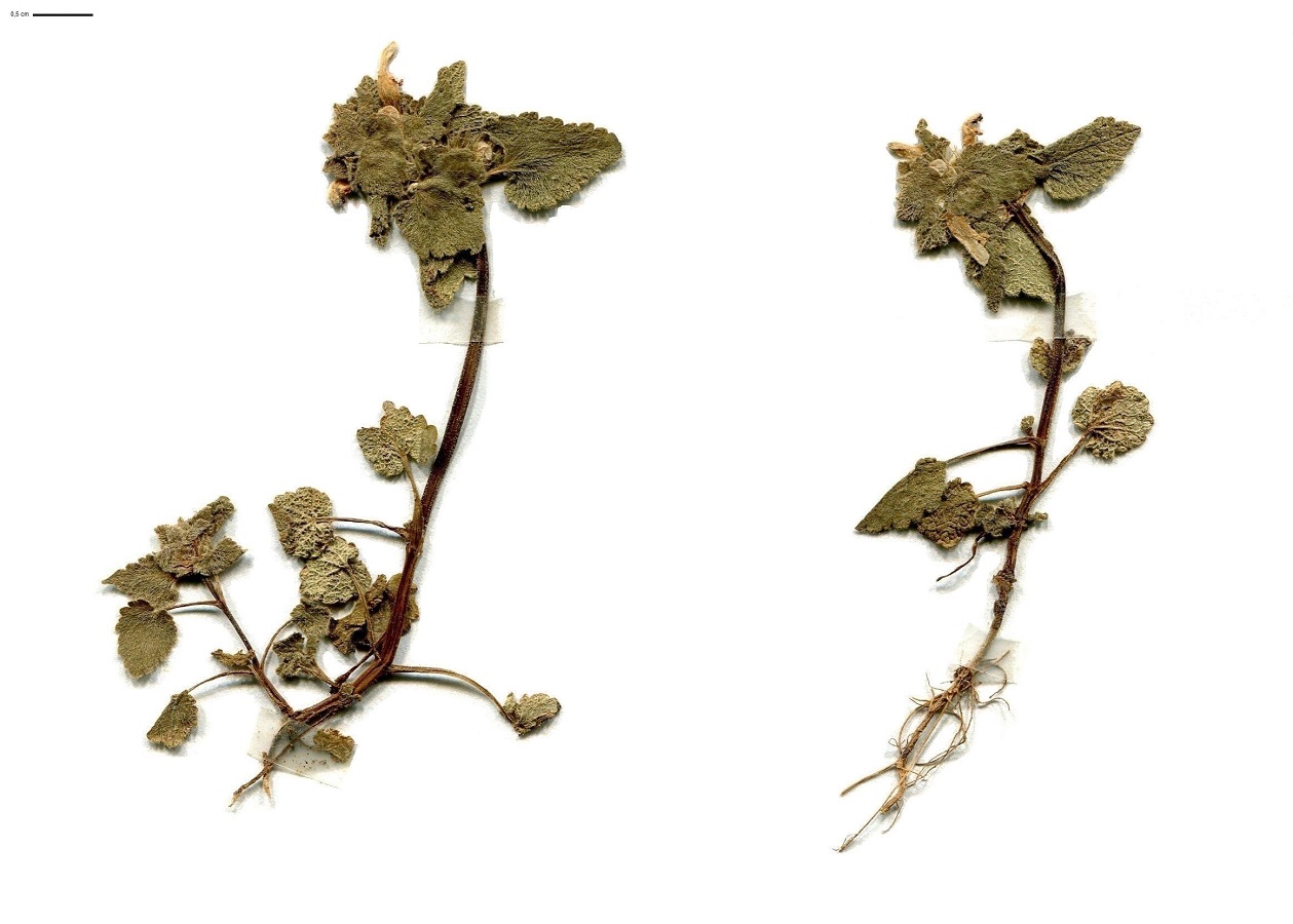 Lamium purpureum (Lamiaceae)